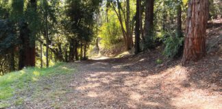 A rusted chain blocks a dirt trail through redwoods, with a sign reading "Right to Pass by Permission and Subject to Control of Owner."