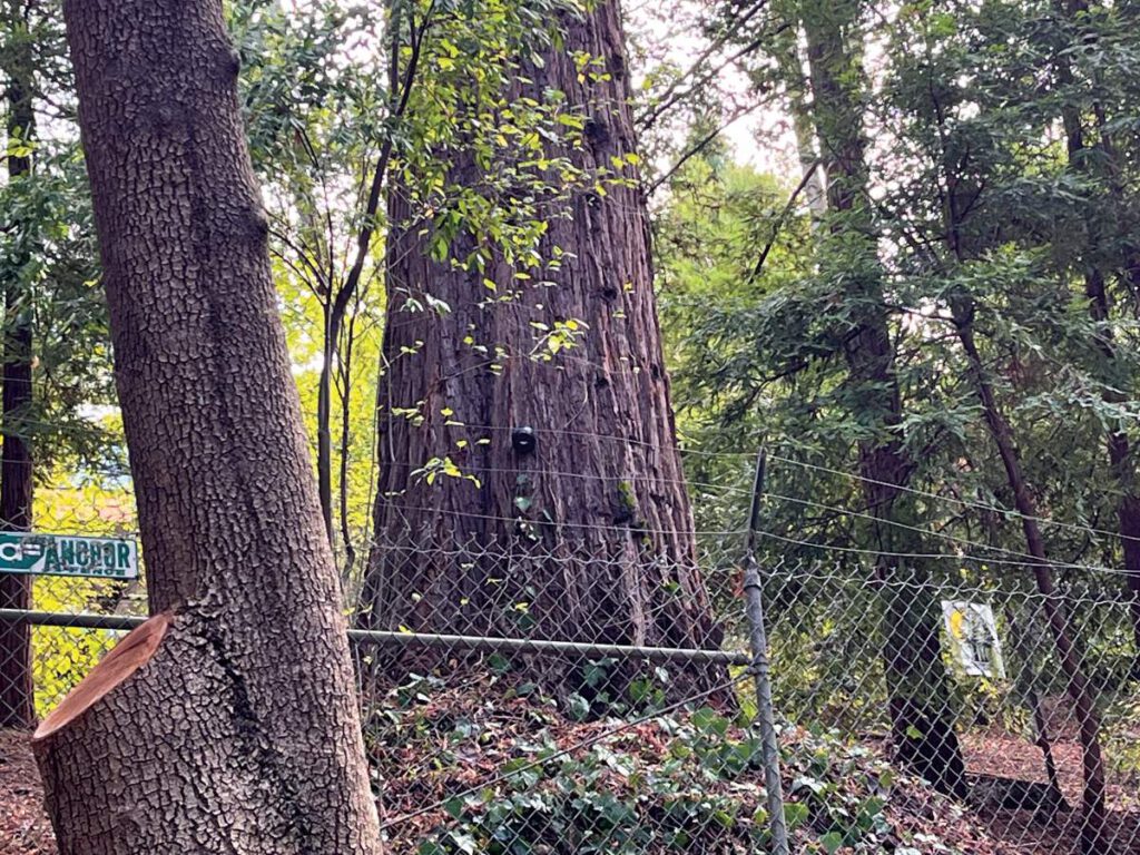 A small black surveillance camera is mounted on a redwood trunk above a chain-link fence and trail.