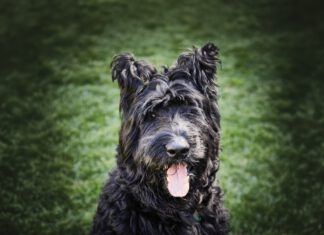 Ambassadogs, Ghost Towns and Trivia Night A black dog with wavy hair and perky ears sticks out a pink tongue and sits on the grass.
