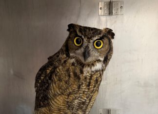 Free Bird: A Grounded Owl Surprised Experts at San Rafael’s WildCare